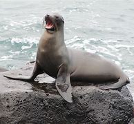 Gambar Hewan Singa Laut